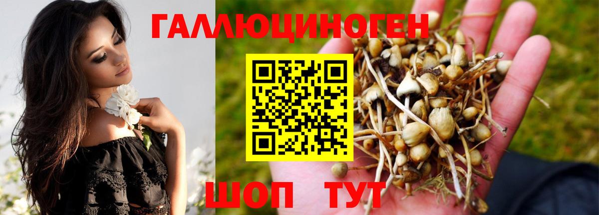 Псилоцибиновые грибы Psilocybe Кимры